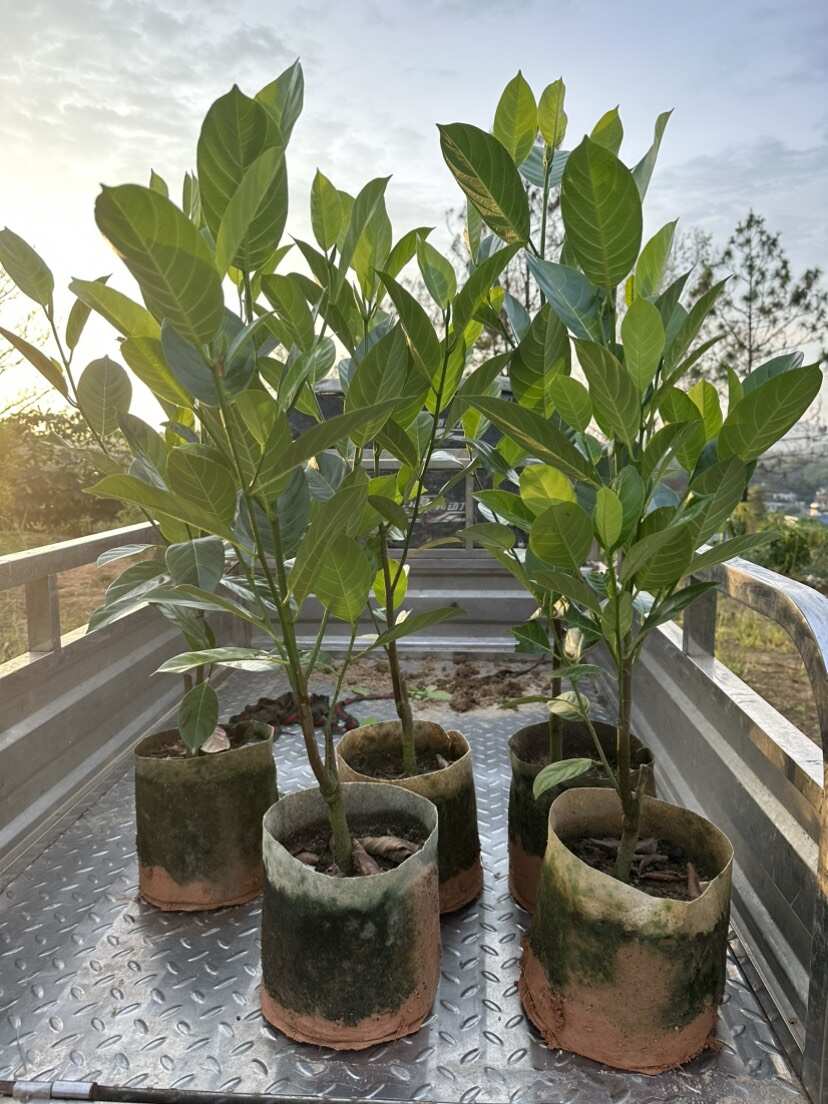新品香蜜一号榴莲蜜苗正品嫁接苗带土带杯