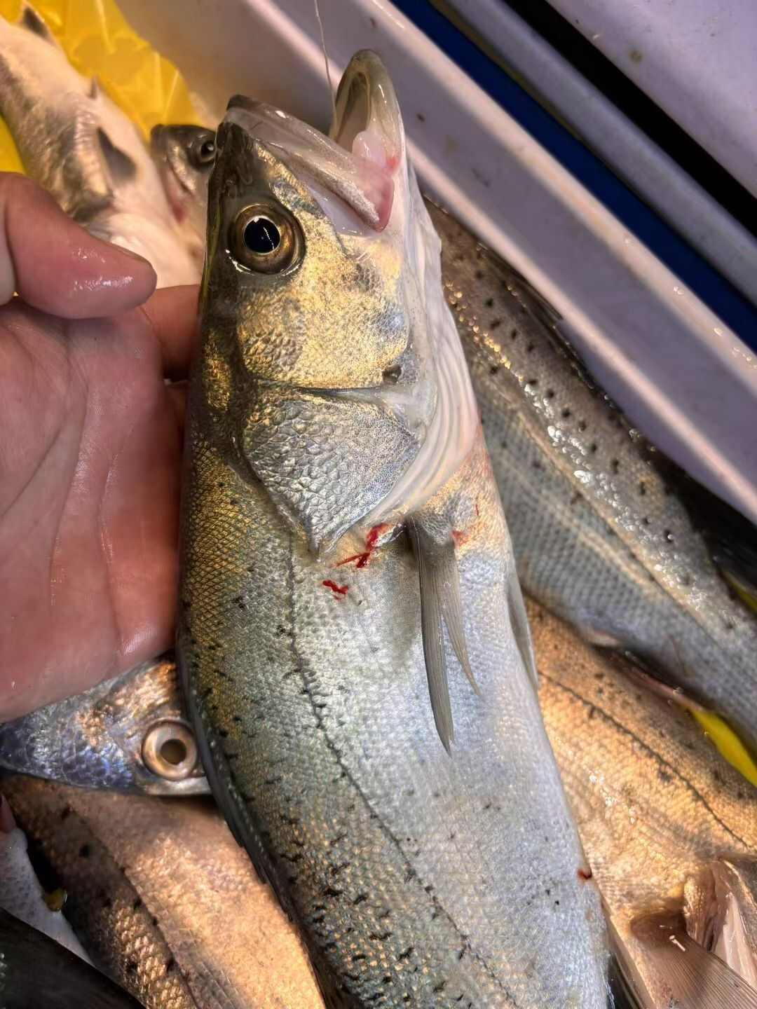 福建莆田鲈鱼鲜活水产直销 高品质食用鱼类批发