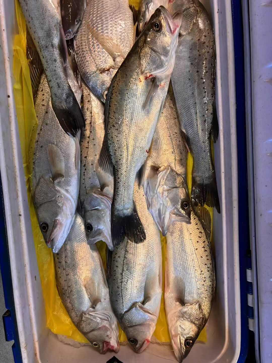 福建莆田鲈鱼鲜活水产直销 高品质食用鱼类批发