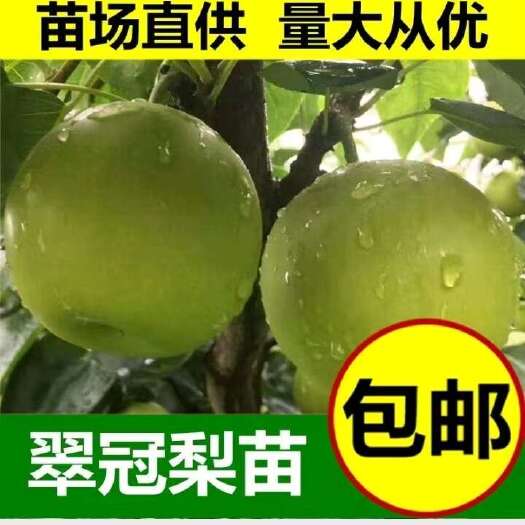 阆中市嫁接苗，翠冠梨树苗