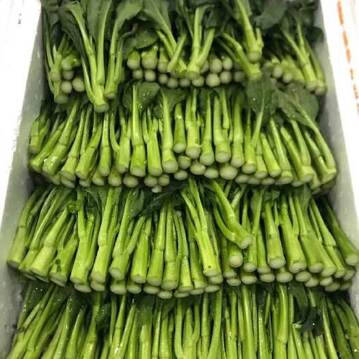 闽侯县福州闽侯优质菜苔 广州菜心新鲜蔬菜叶菜类