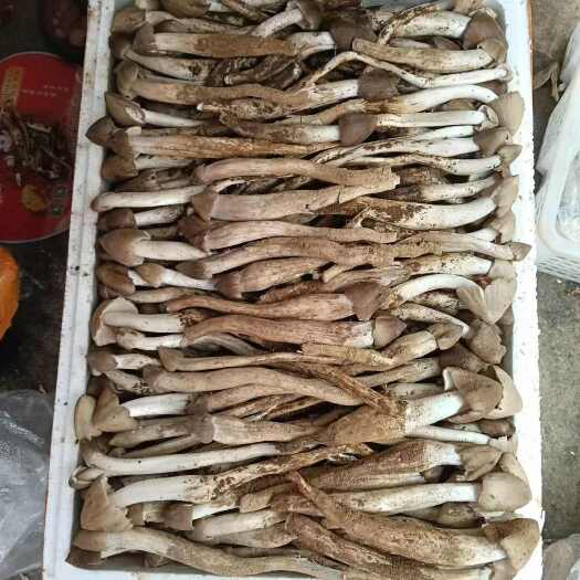鹤庆县云南野生菌