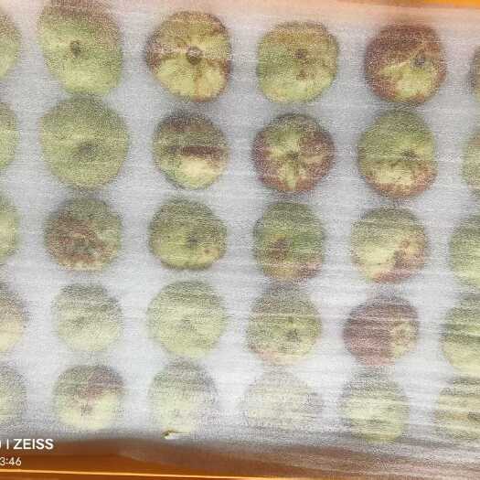 冬枣
