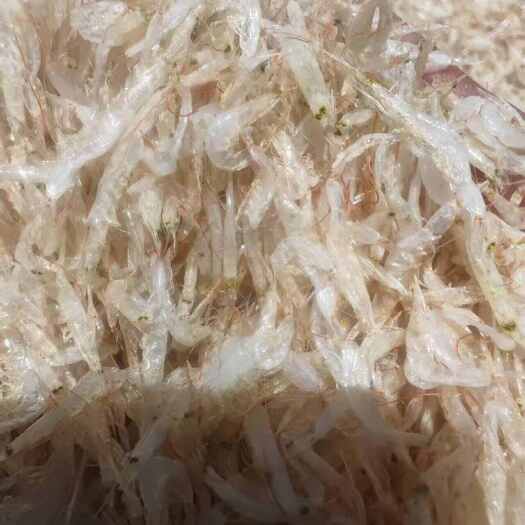 晋江市福建晋江白米虾鲜活水产直供