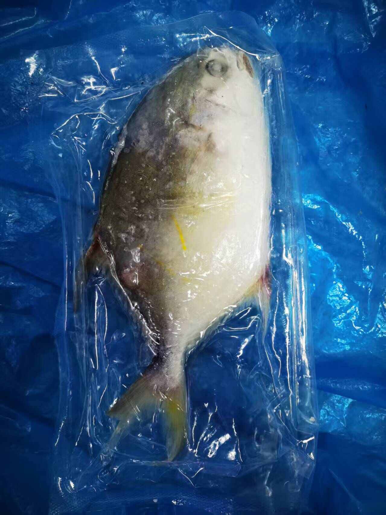 金昌鱼250-300克 电商货 福利真空包装