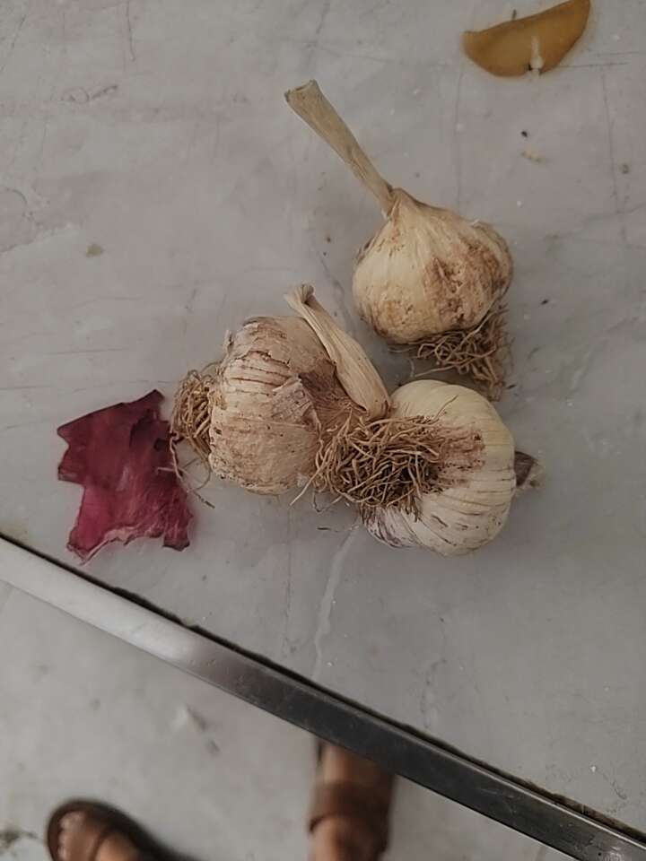 大蒜通货