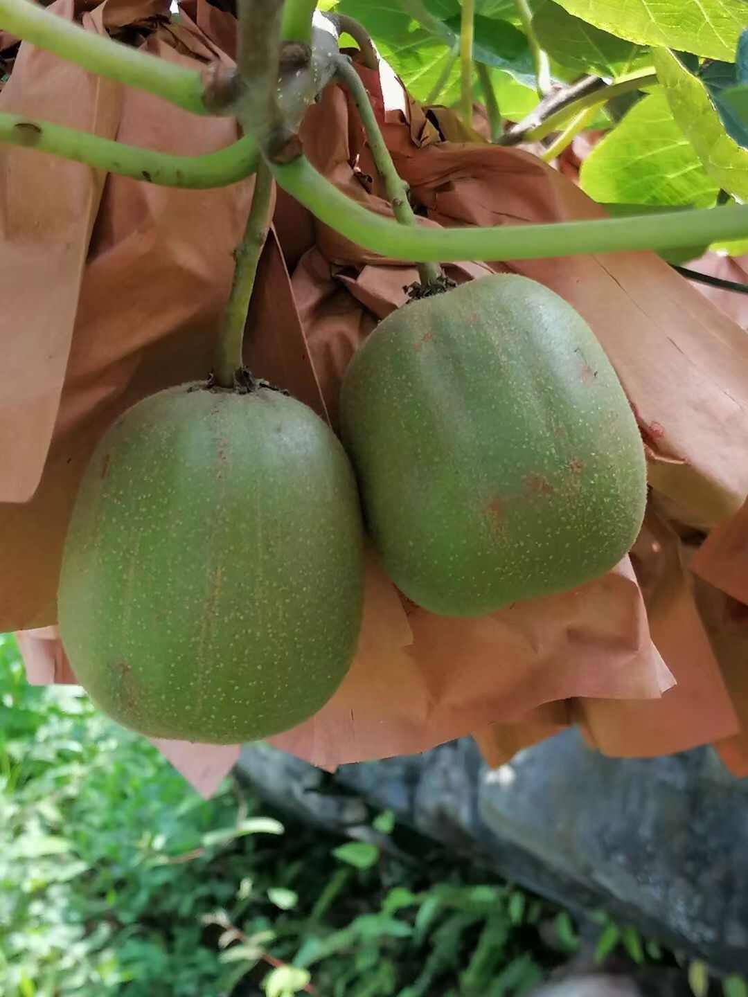 贵州水城红心猕猴桃