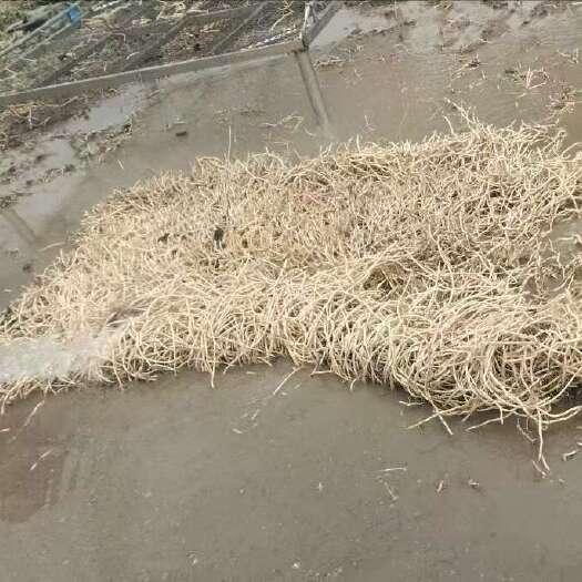 贺州鱼腥草根茎