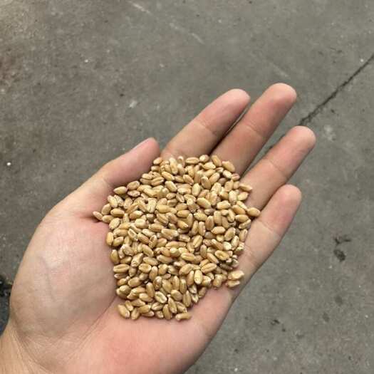临沂小麦批发䣼酒原粮磨面饲料加工新小麦￼