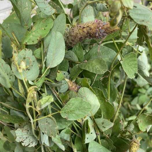 富宁县云南狸尾草