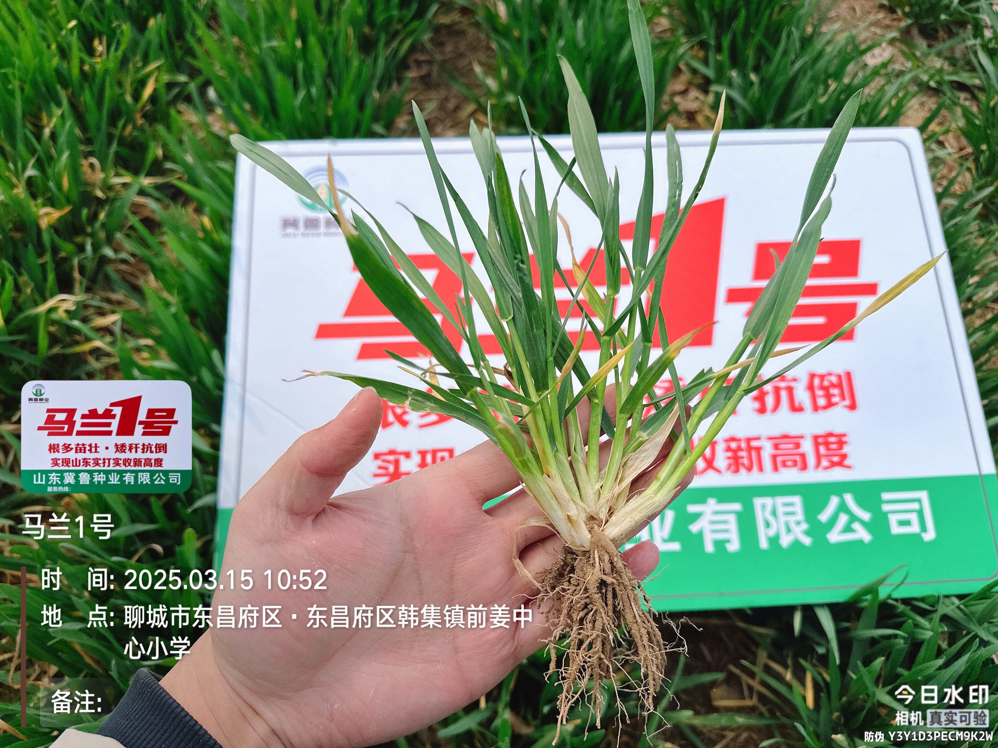 厂家直销小麦种子 马兰1号 矮秆多穗茎秆粗壮 山东冀鲁种业