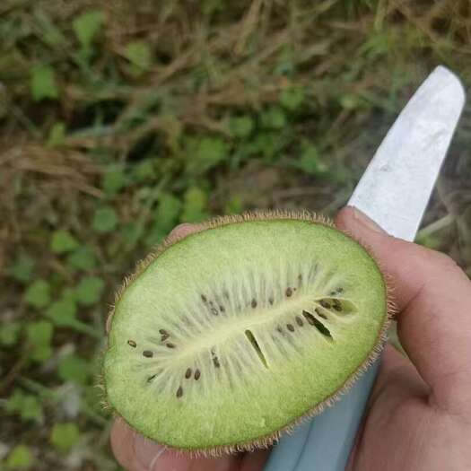 凤凰县猕猴桃，米良壹号