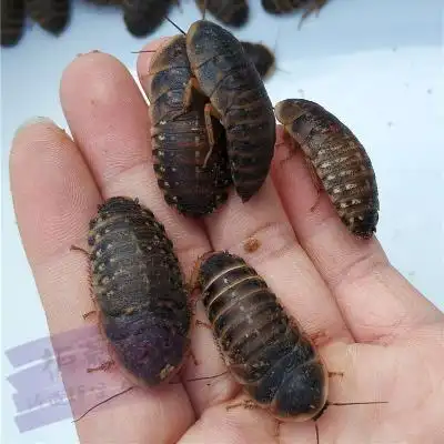 杜比亚昆虫 农村养殖致富 小本创业 先养后付  包回收