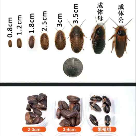 蟑螂 特色食品 药材 养殖新产品 包售后 包回收 
 包技术