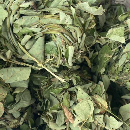 富宁县云南狸尾草
