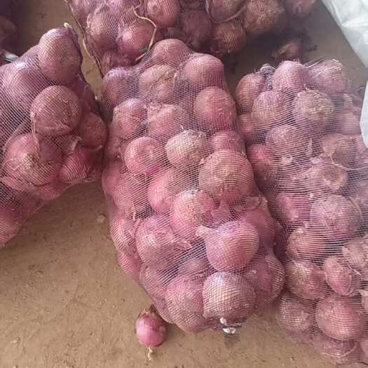 通许县300吨二红洋葱，品质优