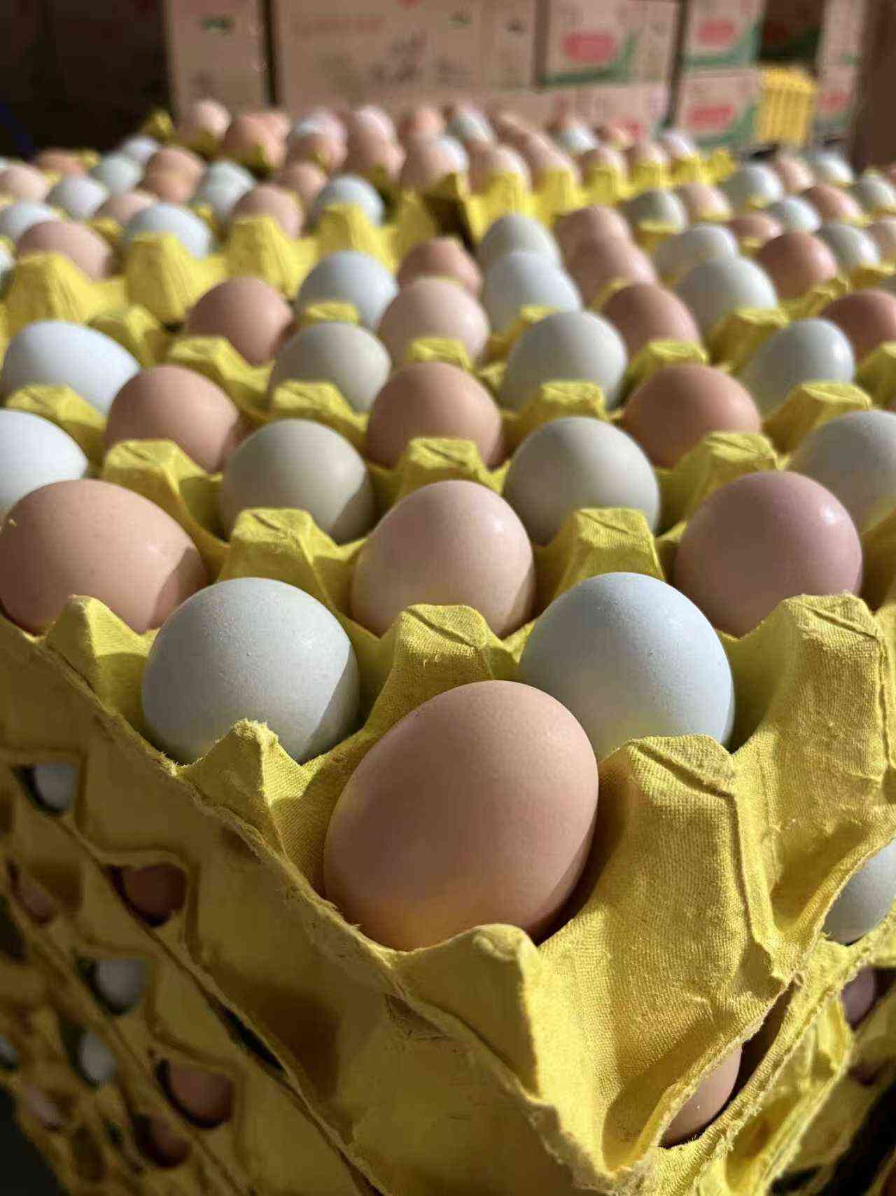 180-360枚京山散养土鸡蛋基地直供，现捡现发