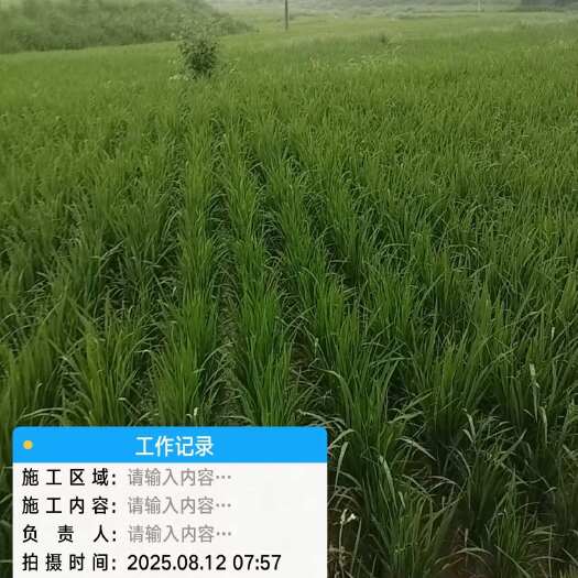 安龙县高原优质大米，大米稻谷预售