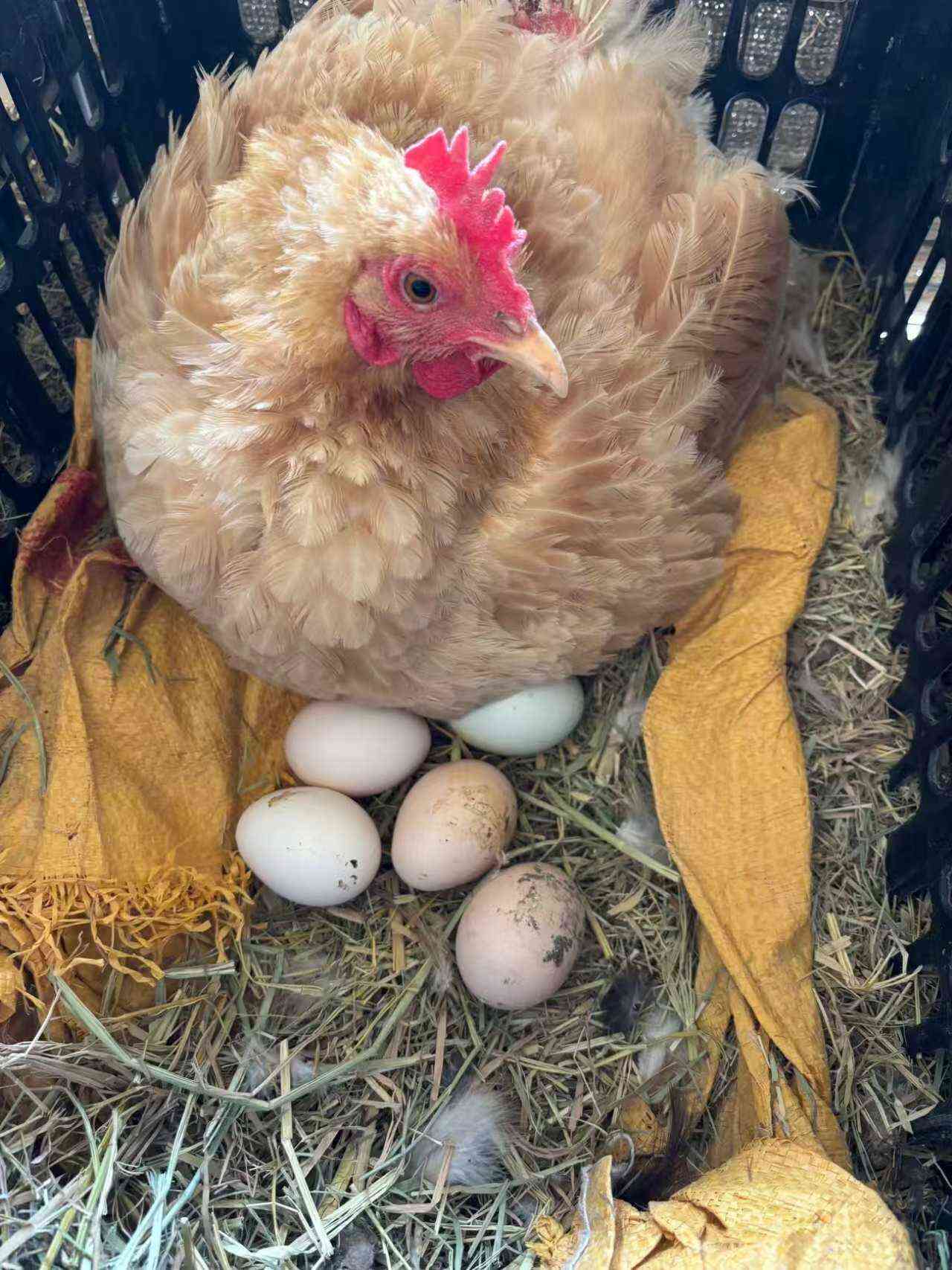 180-360枚京山散养土鸡蛋基地直供，现捡现发