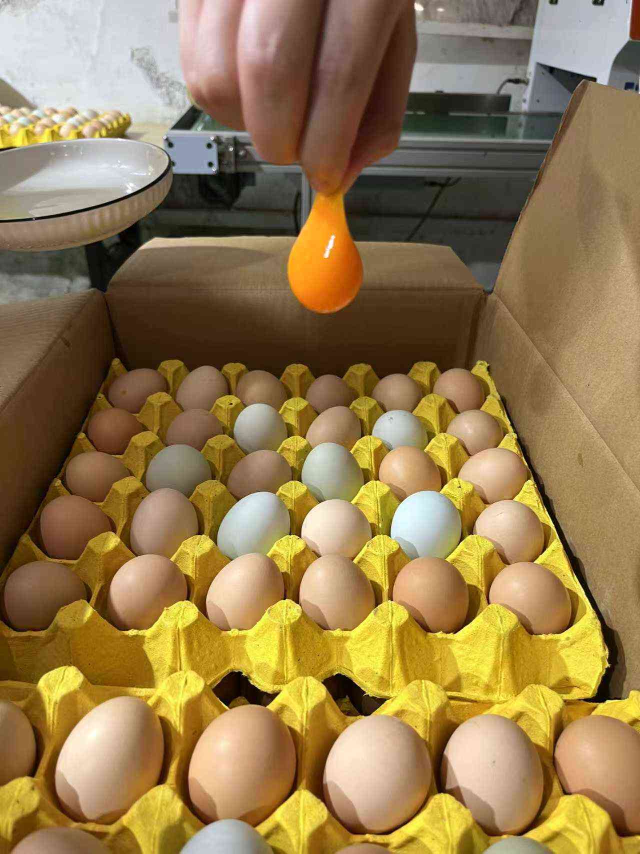 180-360枚京山散养土鸡蛋基地直供，现捡现发