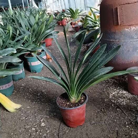 沂南县君子兰四年苗，春节前后上剑开花，十三四片叶左右，基地直发