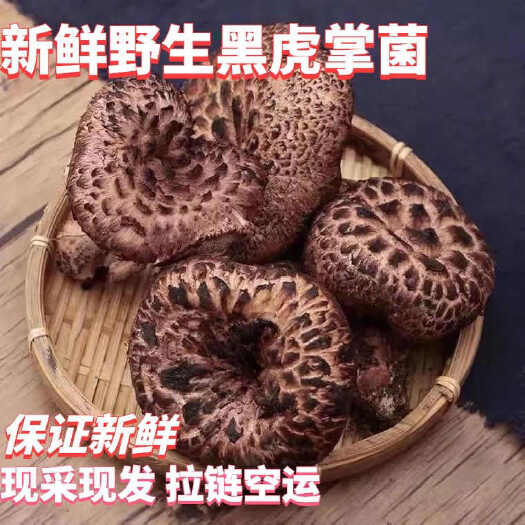 小金县藏区新鲜野生黑虎掌菌当天采摘当天发货顺丰冷链
