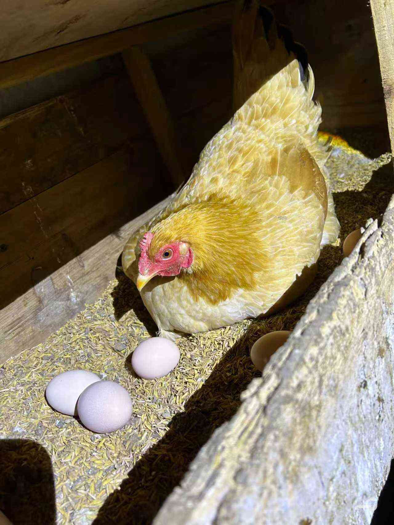 180-360枚京山散养土鸡蛋基地直供，现捡现发