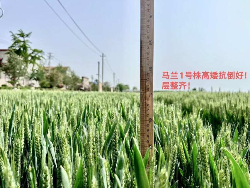 厂家直销小麦种子 马兰1号 矮秆多穗茎秆粗壮 山东冀鲁种业