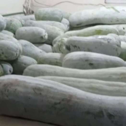 龙游县农家自种植冬瓜