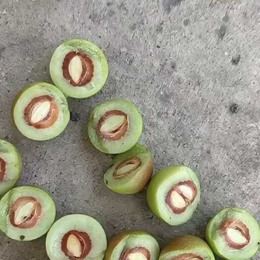迁西县酸枣 柏树籽