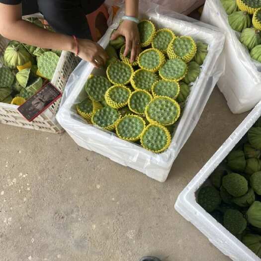 沅江市莲蓬 下单现摘