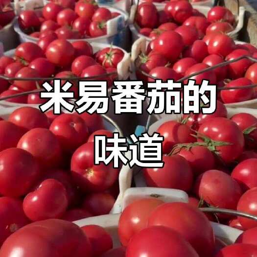 米易县攀枝花沙瓤番茄