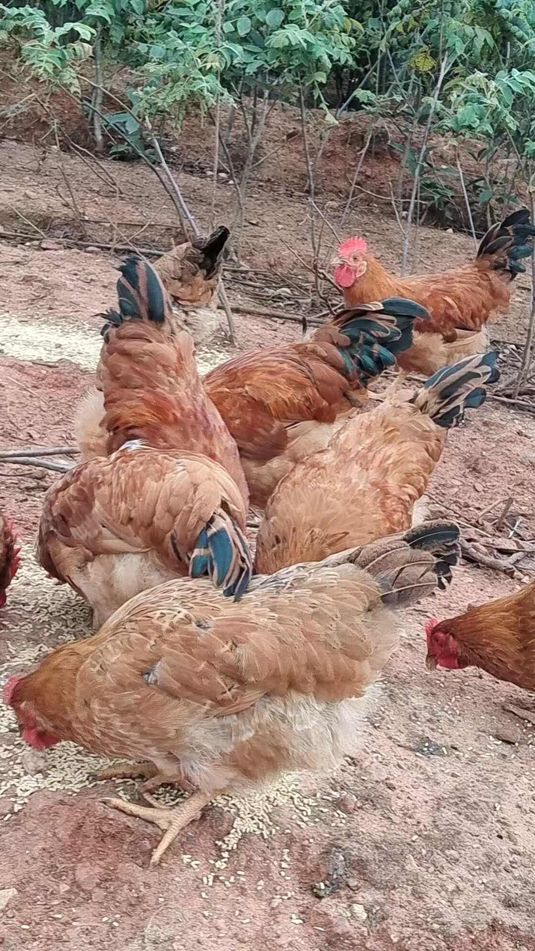 土鸡蛋  山上放养  吃五谷杂粮长大  黄心  没有色素