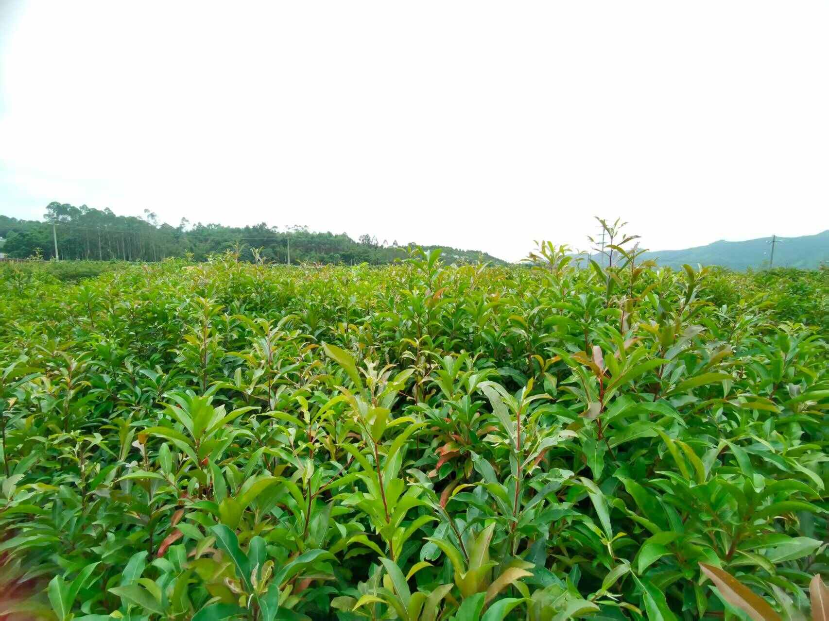 精品山杜英，产地直供，源头好货，欢迎选购