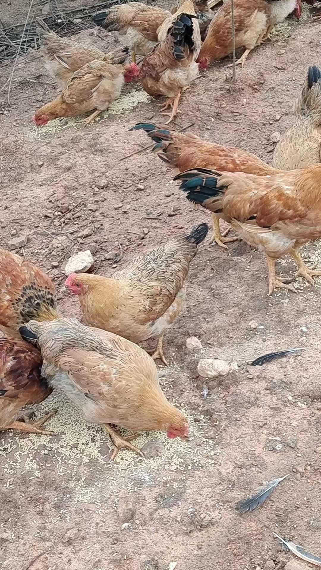 土鸡蛋  山上放养  吃五谷杂粮长大  黄心  没有色素