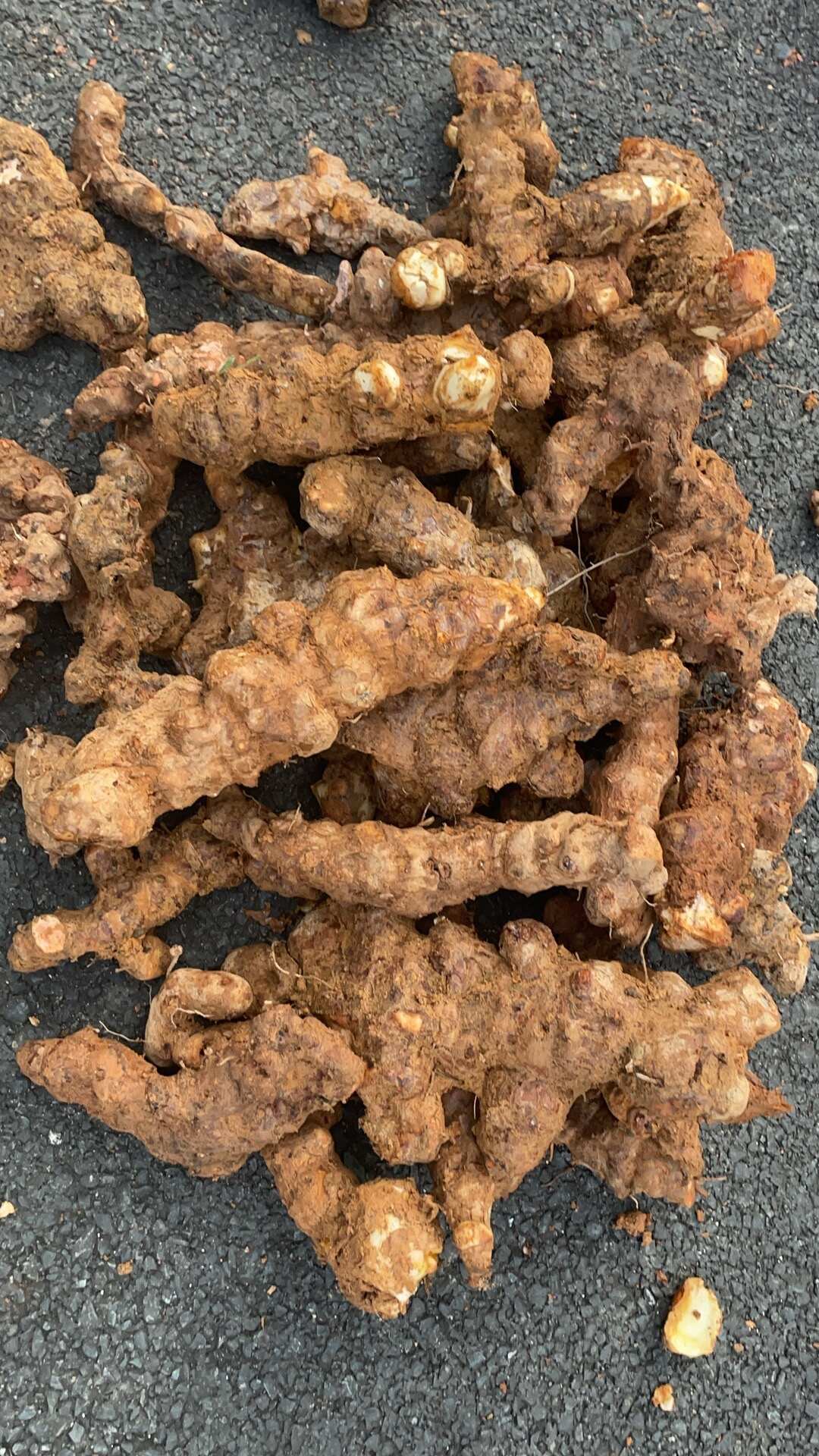 广东土茯苓，白肉粉质饱满新鲜土茯苓，当天挖晚上发货隔天到