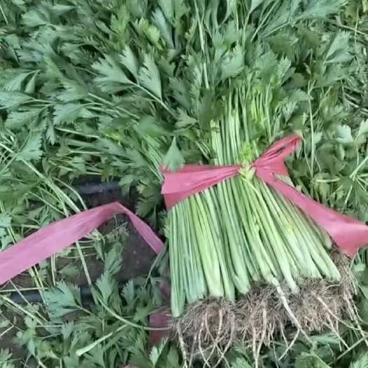 凌海市密植西芹