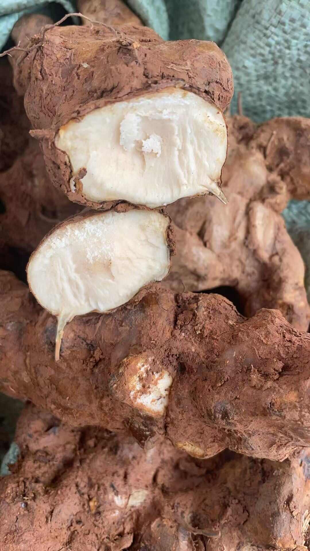 广东土茯苓，白肉粉质饱满新鲜土茯苓，当天挖晚上发货隔天到