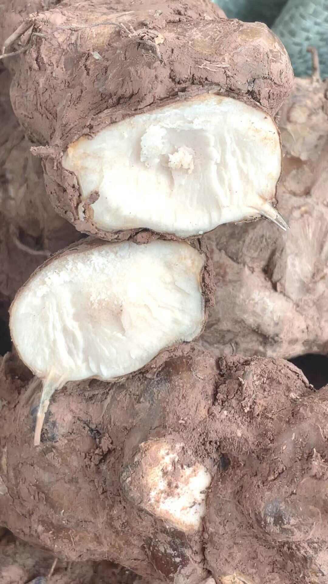 广东土茯苓，白肉粉质饱满新鲜土茯苓，当天挖晚上发货隔天到