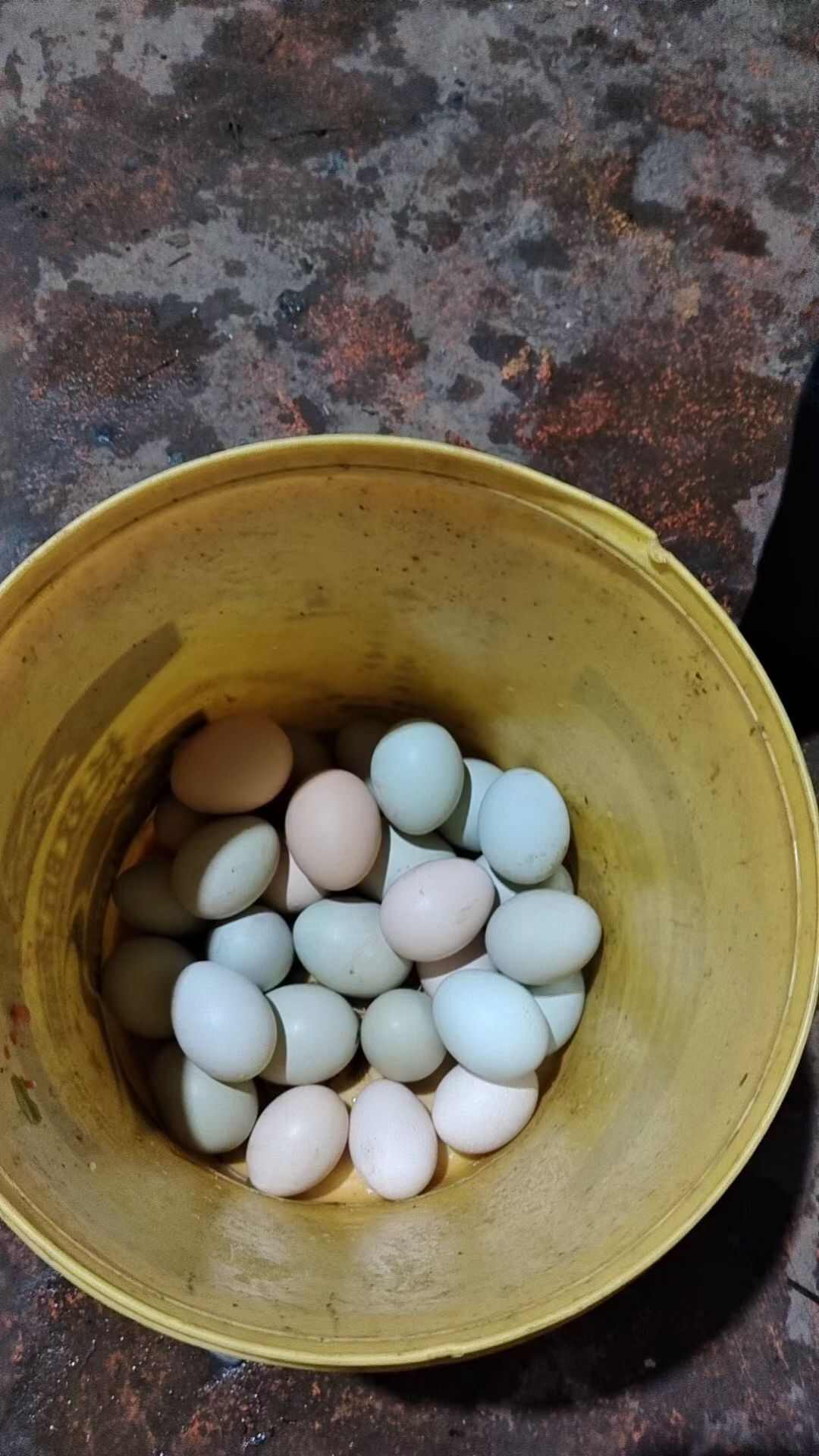 土鸡蛋  山上放养  吃五谷杂粮长大  黄心  没有色素