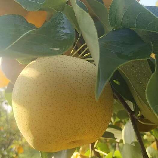 莘县夏玉梨