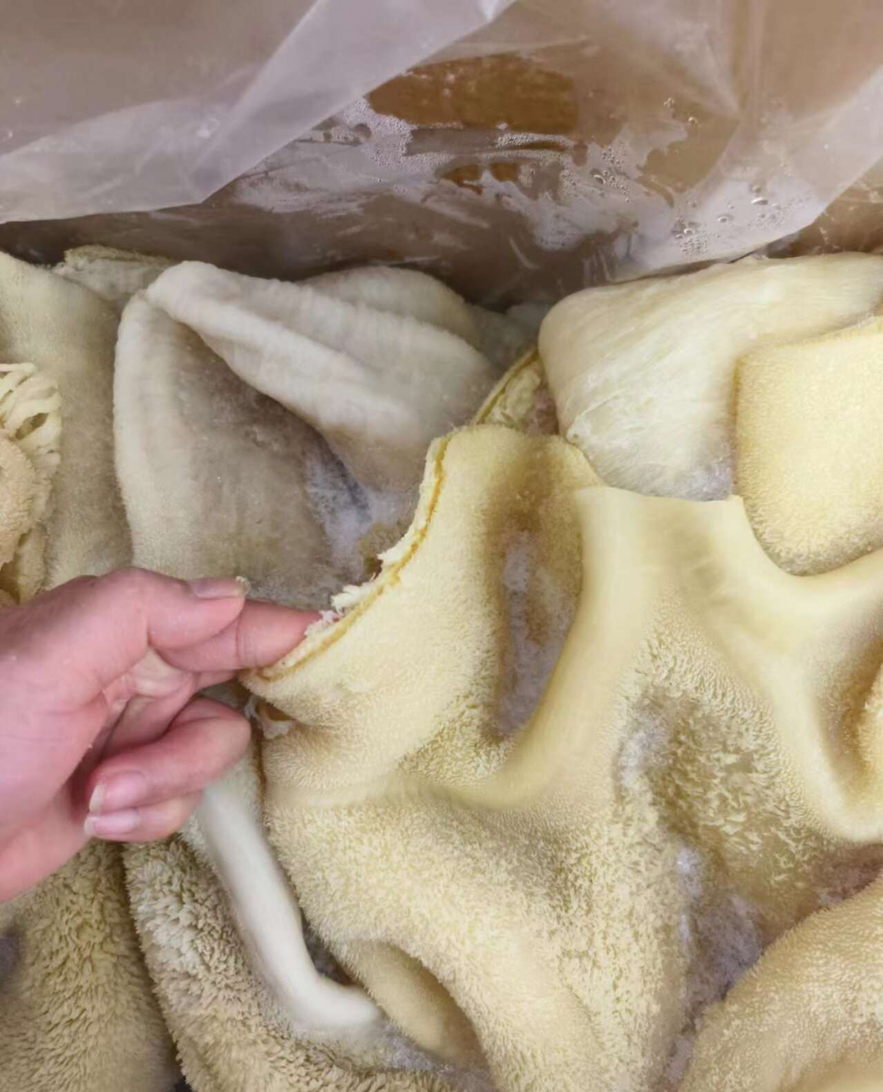牛肚 可爆炒 凉拌