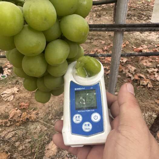 大荔县陕西精品阳光玫瑰大量供应现货，糖分好，硬度高，耐运输适合储存