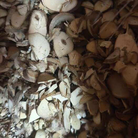 石屏县桑枝，通经活络