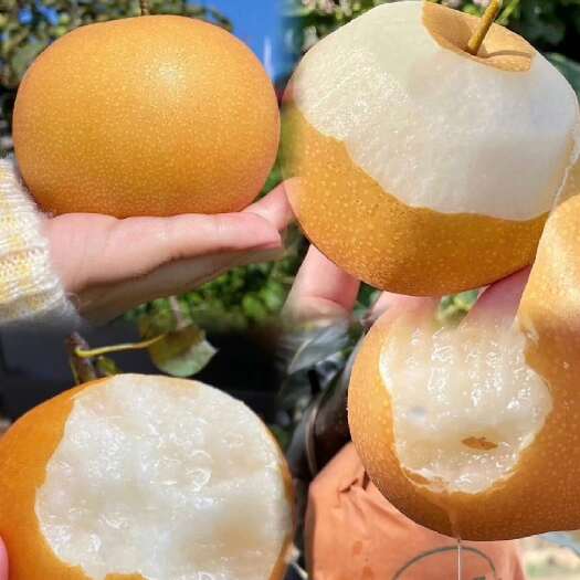 三穗县金秋梨味甜汁多。产地直供。量大从优。