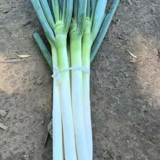 定襄县大葱
