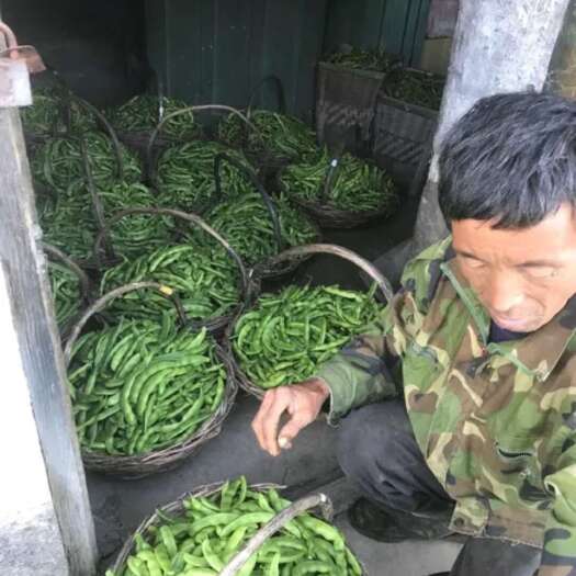 白山豆角