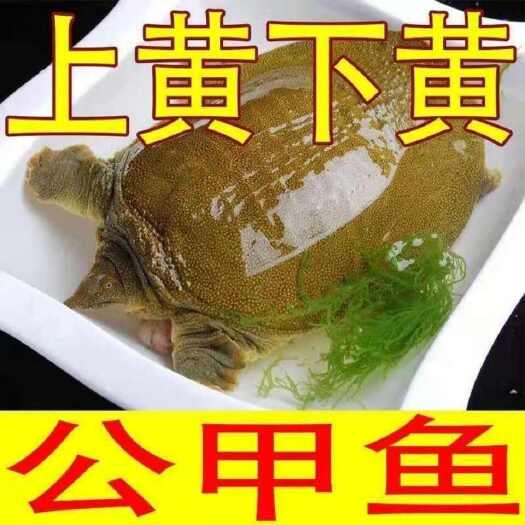 梁山县外塘甲鱼活体批发生态放养中华鳖黄沙鳖王八包邮活体到家一只赔付