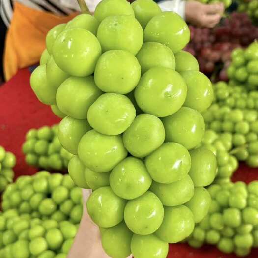 西昌市阳光玫瑰