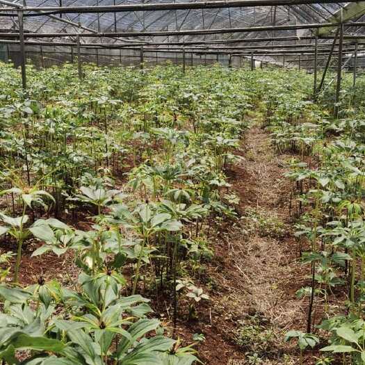 富源县滇重楼5年苗